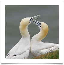6 - Bempton Cliffs Gannets - Chris Beesley